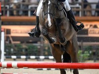 Stallion Competition January 2024