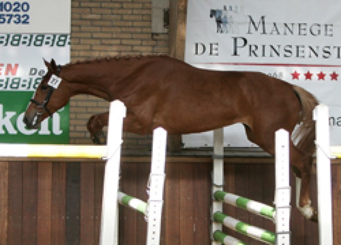 Vrij Springen Zuid-Holland