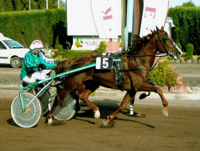 KOERS WAREGEM (12/7/2009)