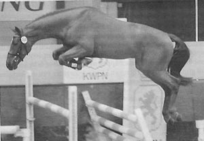 HENGSTENKEURING STUDBOOK ZANGERSHEIDE