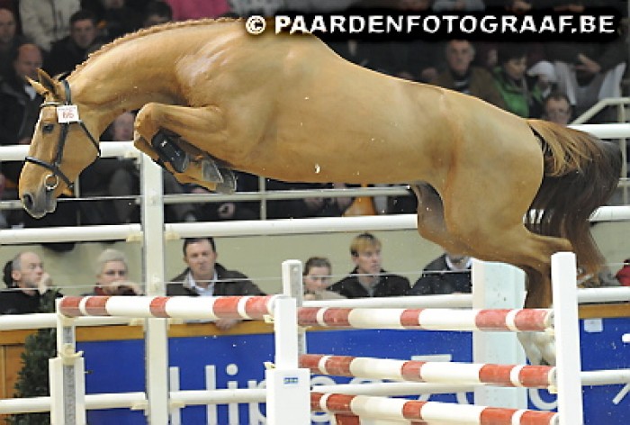 All eyes on the second phase of the BWP Stallion Approvals