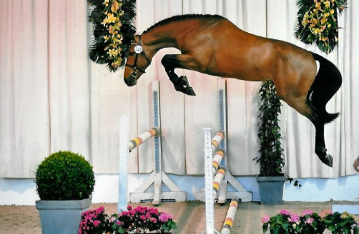 Cyclus jonge paarden in Frankrijk