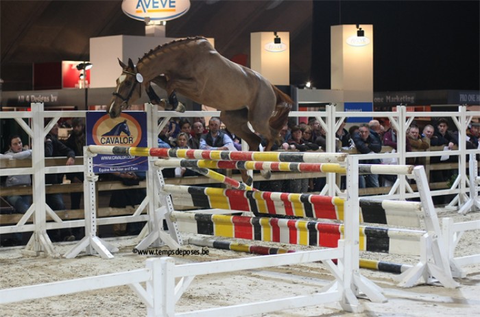 BELGIAN YOUNGSTER TRIALS HULSTERLO