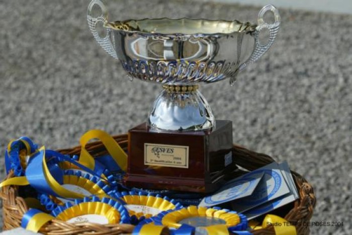 BK JONGE PAARDEN GESVES