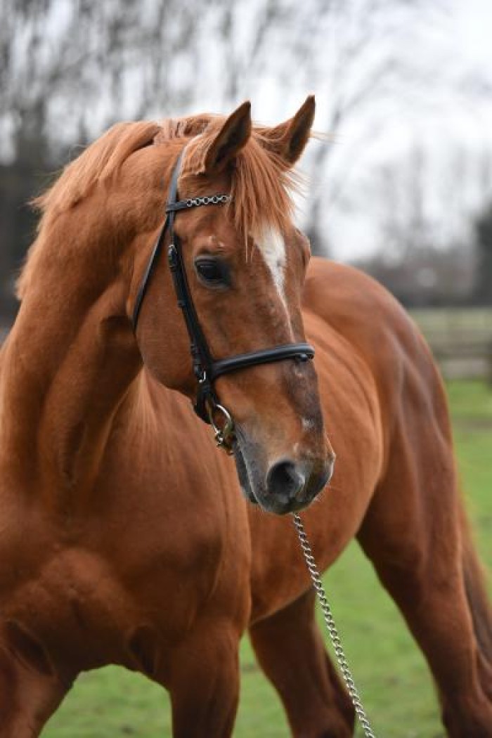 Twice Vigo d’Arsouilles in GCT GP Doha