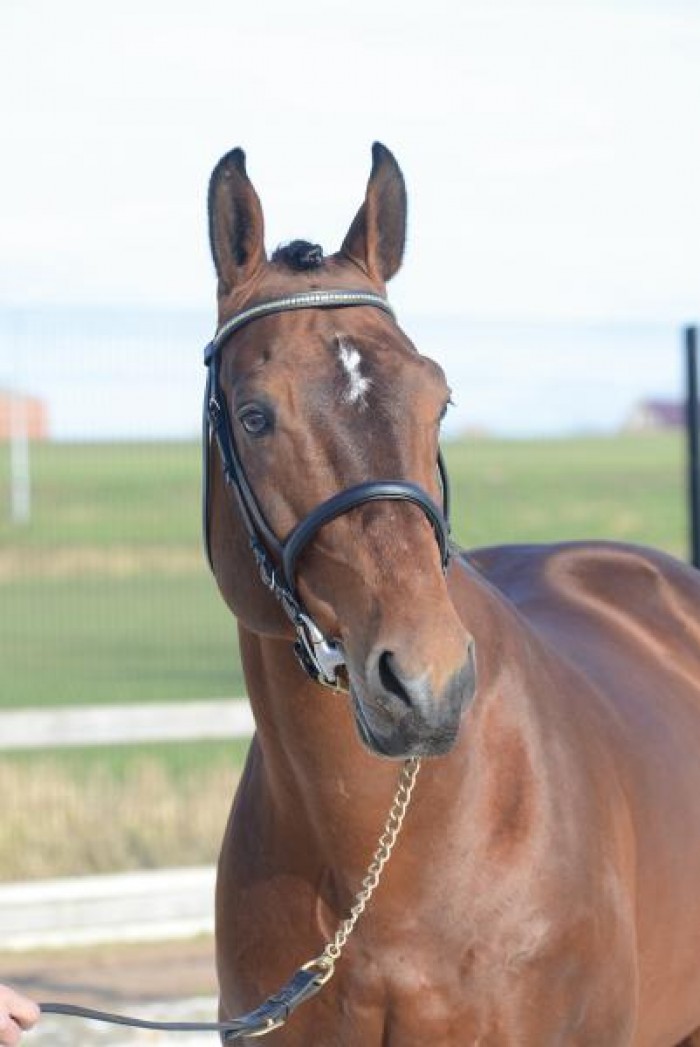 Bamako offspring continues to do well