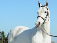 MALITO DE REVES BACK IN BELGIUM