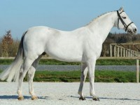 TWEE MAAL MALITO DE REVE NAKOMELING IN DE FEI NATIONS CUP FINALE VOOR TEAM BELGIE
