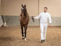 Vier hengsten goedgekeurd voor sBs