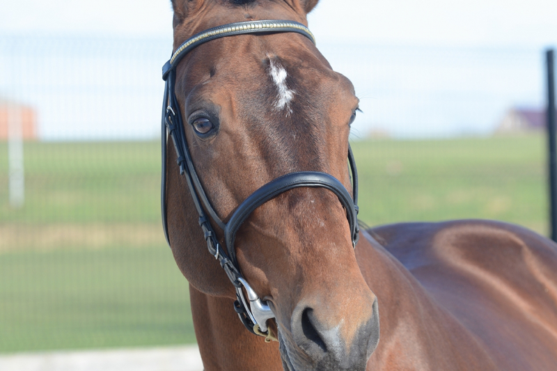 Bamako son wins the Rolex GP Dublin